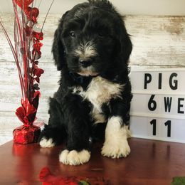 Pyredoodle and Sheepadoodle Puppies from Davis Family Doodles