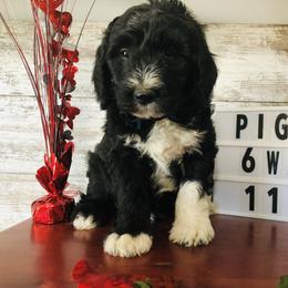 Pyredoodle and Sheepadoodle Puppies from Davis Family Doodles