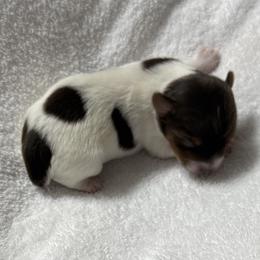 Maleficent AKC - Chocolate, tan and white female Yorkshire Terrier puppy in Labelle, Florida from Chocolate and Parti Yorkies in Florida