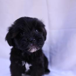 Star - Black and white female Assorted Doodle Crosses puppy in Sacramento, California from FurKids