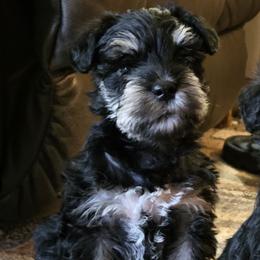 Boy 1 - Black and silver male Miniature Schnauzer puppy in Spokane, Washington from Blue Haven Stable