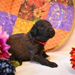 Rose - Black female Australian Labradoodle puppy in Sturbridge, Massachusetts from Pawlite Best Friends