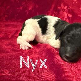 Nyx - Parti female Poodle puppy in Port Orange, Florida from Daytona’s Standard Poodles