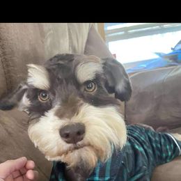 Rocky - Miniature Schnauzer