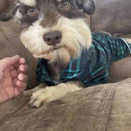 Rocky - Miniature Schnauzer