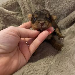 Baby doll boy - Chocolate and tan male Yorkshire Terrier puppy in Yukon, Oklahoma from Tiffs Yorkie babies