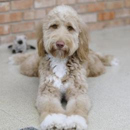 Goldendoodles from Waco  Goldendoodles