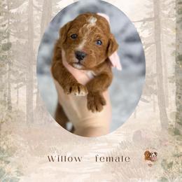 Willow - Red  female Goldendoodle puppy in Canton, Georgia from Teddy Puppies