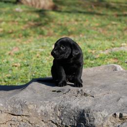 Midnight - Black male Labrador Retriever puppy in Buffalo Valley, Tennessee from Buffalo Valley Breeders