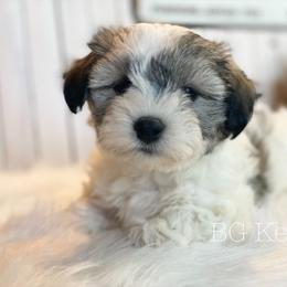 Cavapoo and Coton de Tulear Puppies from Big Gulch Puppies