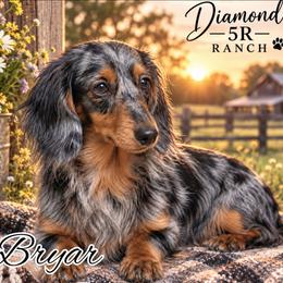 Bryar - Dachshund