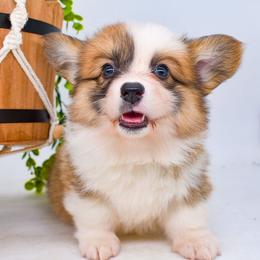 Banks - Red male Pembroke Welsh Corgi puppy in San Antonio, Texas from Moxxi's Legacy Corgis
