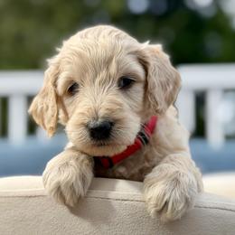 Dudley - Apricot male Goldendoodle puppy in Rainier, Oregon from Beaver Springs Puppies