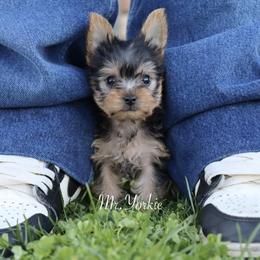 Yorkshire Terrier Puppies from Mr.Yorkie