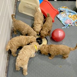 Goldendoodle and Poodle Puppies from Picture Perfect Doodles