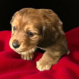 Kerr - Red male Dachshund puppy in Franklinton, North Carolina from Wildwynn Dachshunds