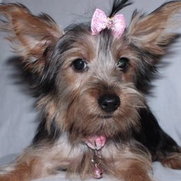 Yorkshire Terriers from PaWfectionBesties