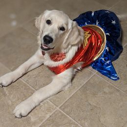 Goldendoodles and Golden Retrievers from Goldens and Doodles of MN