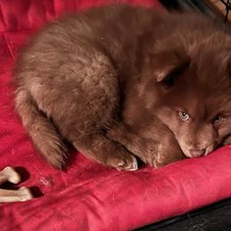 Rare brown - Brown female Finnish Lapphund puppy in Harwich, Massachusetts from Lighthouse Lapphunds and Leos by the Sea