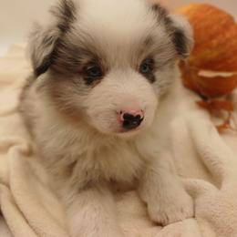 Simon - Blue merle male Border Collie puppy in Gloucester, Virginia from Peachy Keen Border Collies