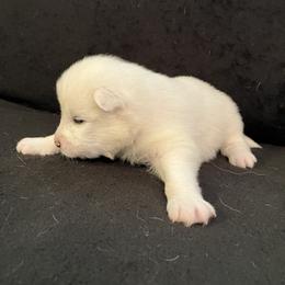 Boy 5 - White male Samoyed puppy in Glasgow, Kentucky from Bluegrass Samoyeds