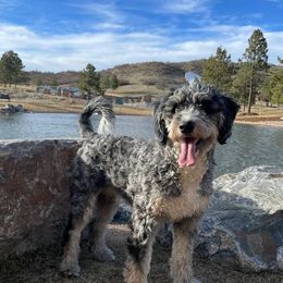 Maisy - Bernedoodle