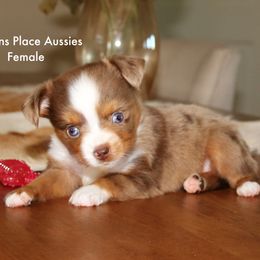 RMF Tiny toy - Red merle female Toy Australian Shepherd puppy in Chandler, Oklahoma from Parsons Place Aussies