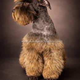 Pixie - Miniature Schnauzer