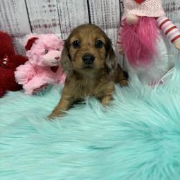 Fiona - Dapple female Dachshund puppy in Wayland, Iowa from CR Kennels
