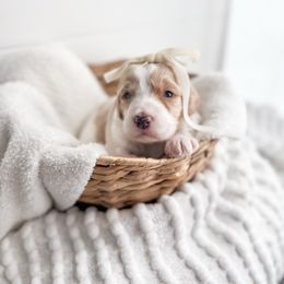 Bungee - Parti Goldendoodle puppy in Greencastle, Indiana from Willow & Co.