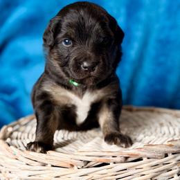 Green collar - Black tri male Miniature Australian Shepherd puppy in 32046, Florida from River Hill Ranch