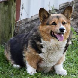 Australian Cattle Dogs, Great Danes, and Pembroke Welsh Corgis from Paul's Pups