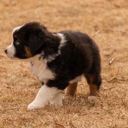 Miniature American Shepherd and Miniature Australian Shepherd Puppies from Bellewynd Acres