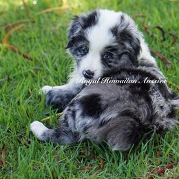 Turquoise 💙 - Blue merle Miniature American Shepherd puppy in Kamuela On The Big Island, Hawaii from Royal Hawaiian Aussies LLC