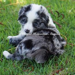 Turquoise 💙 - Blue merle Miniature American Shepherd puppy in Kamuela On The Big Island, Hawaii from Royal Hawaiian Aussies LLC
