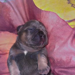French Bulldog Puppies from Frenchie Wednesdays
