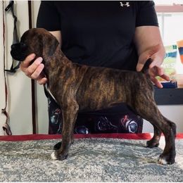 Boxer Puppies from Charron Boxers