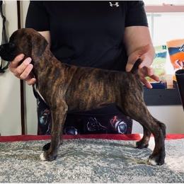 Boxer Puppies from Charron Boxers