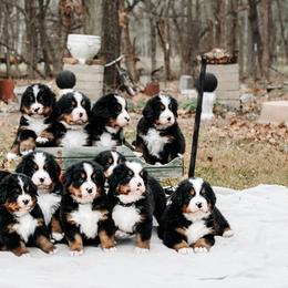 Bernese Mountain Dog puppies from Summer's Berners