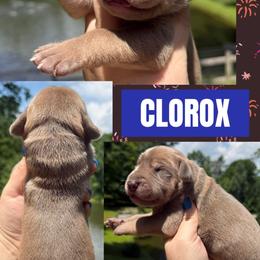 Clorox - Chocolate male Great Dane puppy in Wellsville, New York from Prophecy Danes