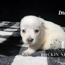 Indigo - Blue female Australian Cattle Dog puppy in Silsbee, Texas from Rockin ND Ranch