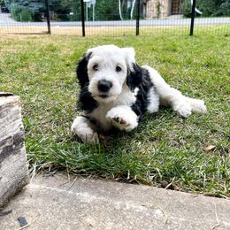 Old English Sheepdog and Sheepadoodle Puppies from Doodlefolk
