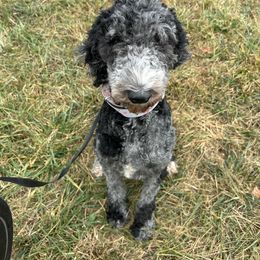 Berlin - Bernedoodle