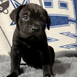 Light blue - Black male Cane Corso puppy in Westminster, South Carolina from Regal Guardian Cane Corso