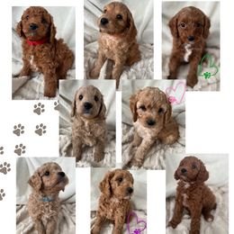 Cavapoo and Poodle Puppies from Cara Howell