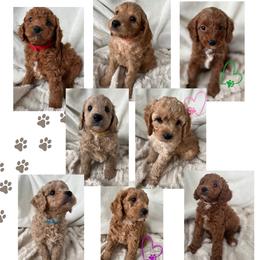 Cavapoo and Poodle Puppies from Cara Howell