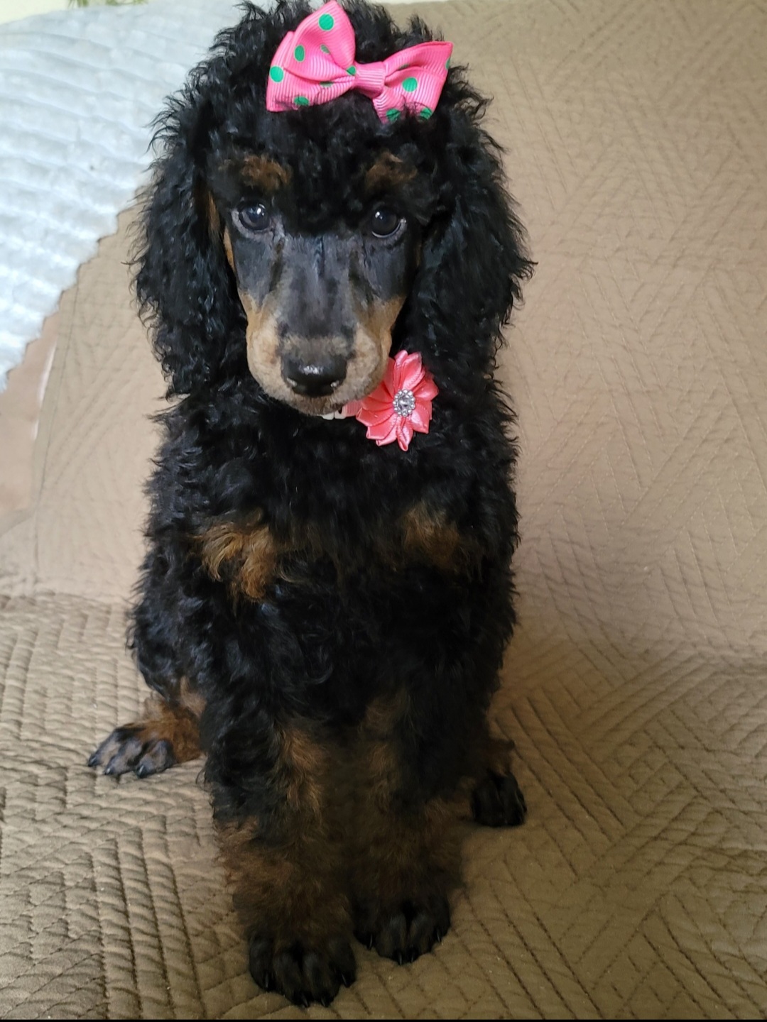 Poodle Puppies from Caboodles of Poodles