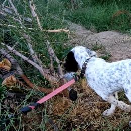 English Setter Puppies from English Setters of the Eyrie