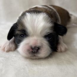 Shih Tzu Puppies from Little Miracles Shih Tzu
