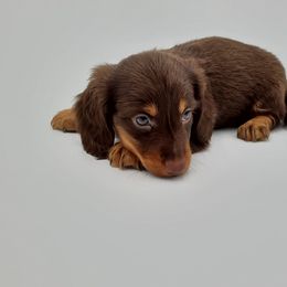 Dachshund Puppies from AKDachshunds
